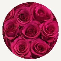 Hot Pink