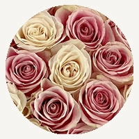 White & Pink Mix