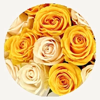 Yellow & White Mix