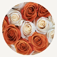 Orange & White Mix