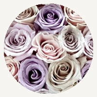 Lavender & White Mix