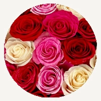 Romance Multicolor